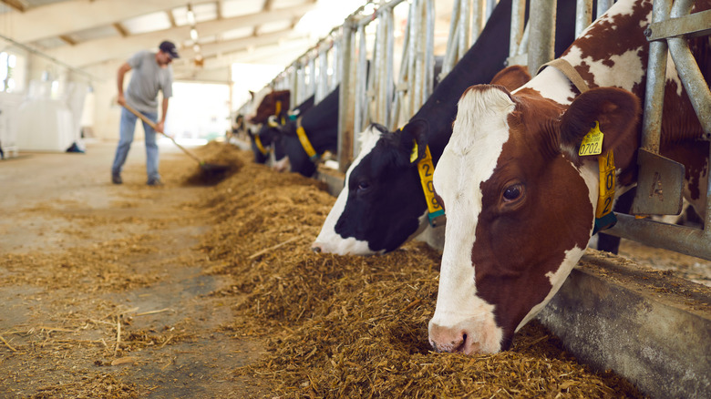 Cattle eating in barn