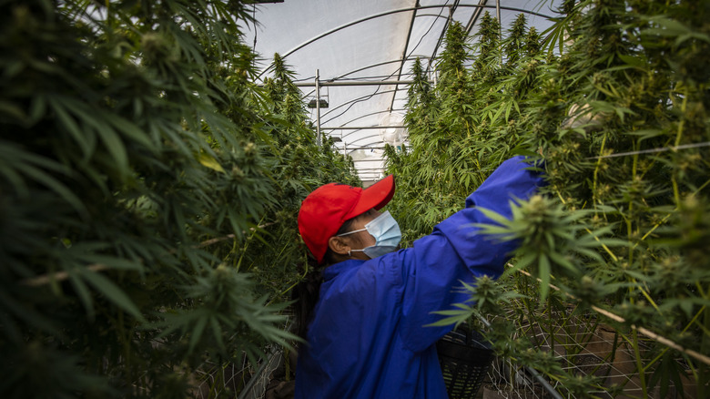 farmer with cbd plants