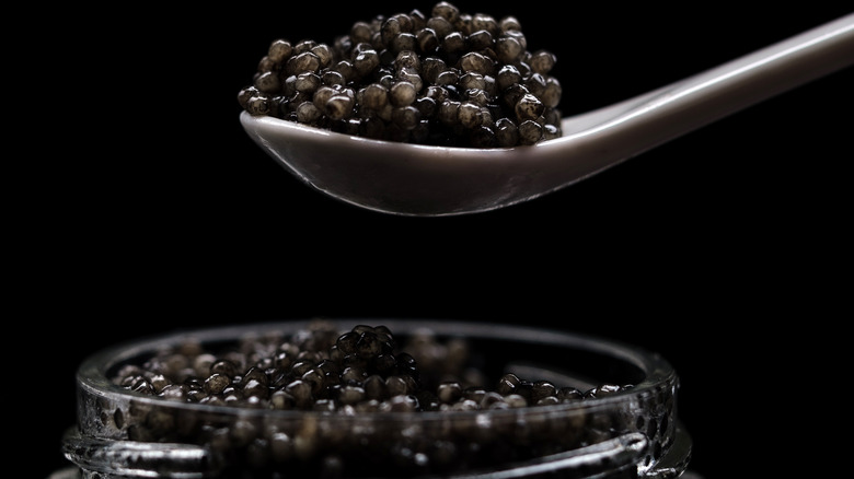 A spoon of white sturgeon caviar over a jar