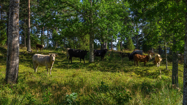 Cattle grazing in the open 