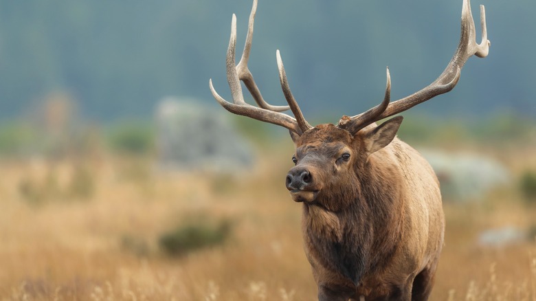 Elk in landscape