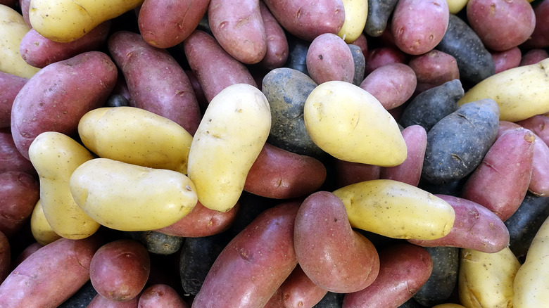 various colors of fingerling potato