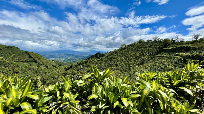 coffee plants at high altitude