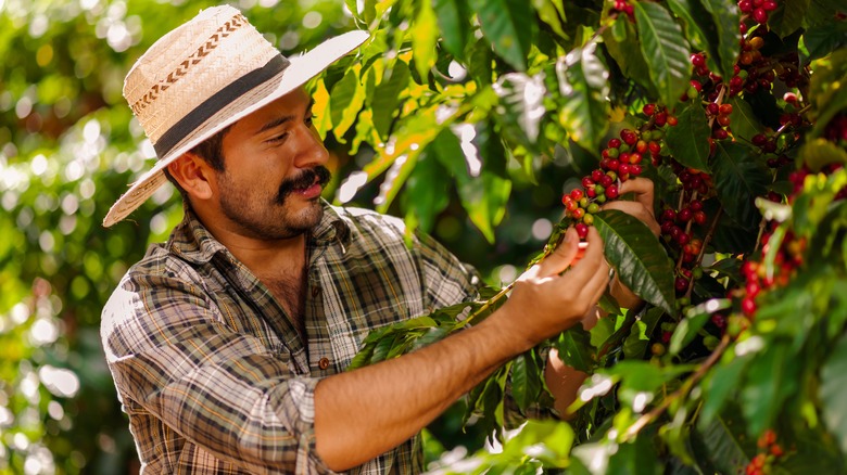 coffee farmerpicking fruits