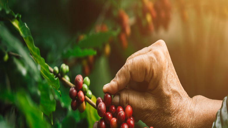 coffee cherries on tree