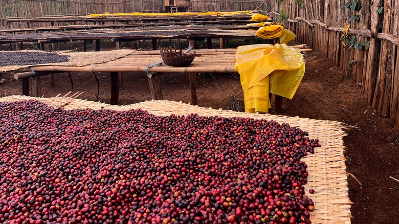 coffee drying in sun