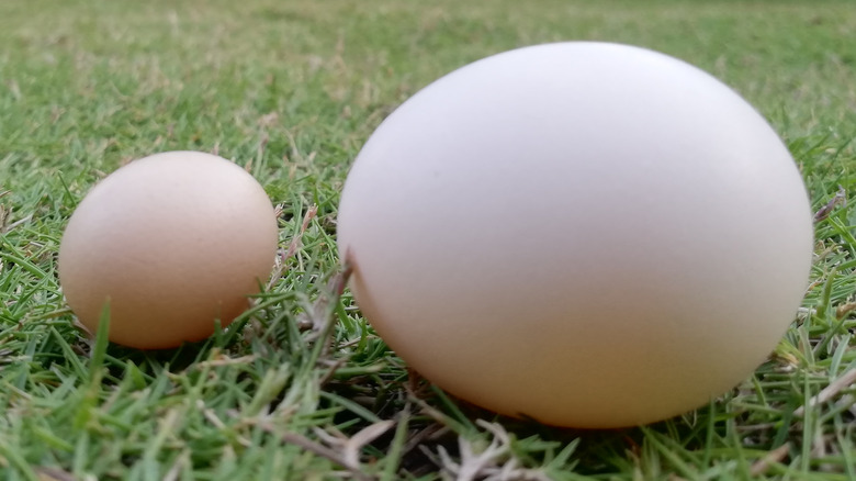 Fairy egg vs. regular egg