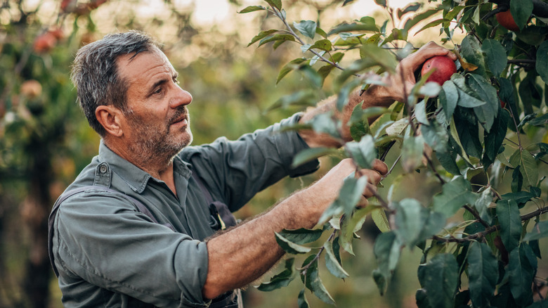 man harvesting apples