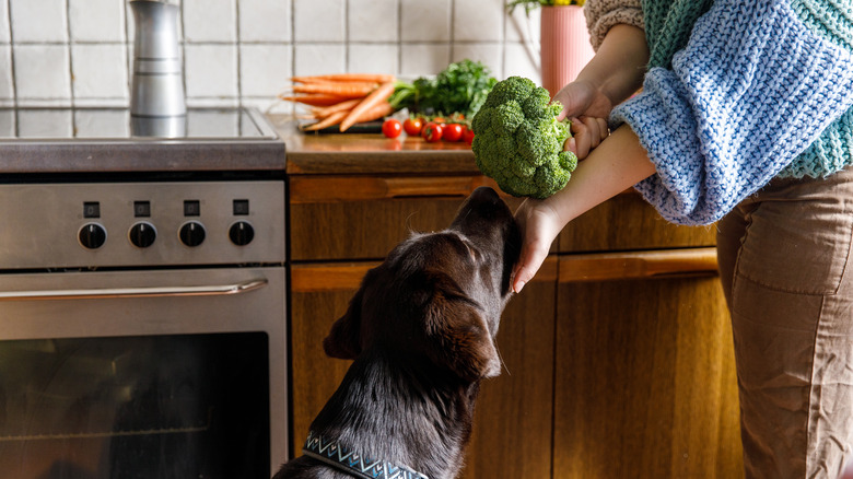 woman petting dog in kitchen 