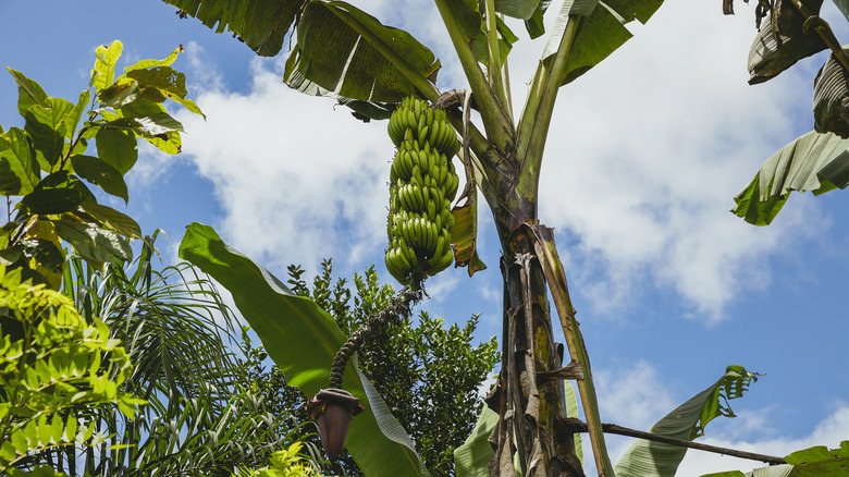 Banana plant with hanging bunch