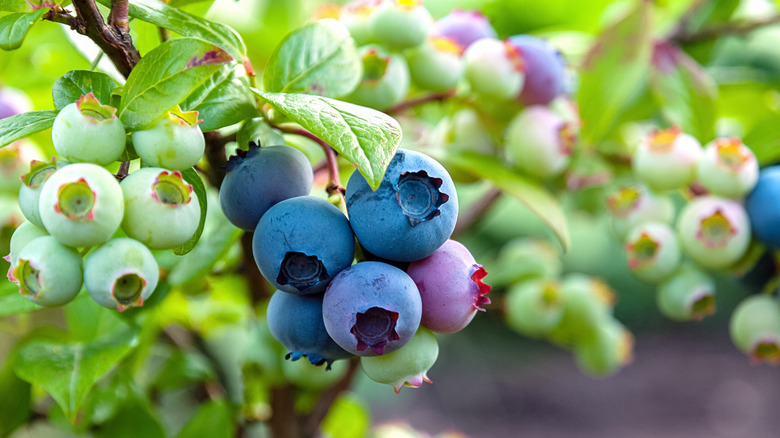 unripe blueberries on bush