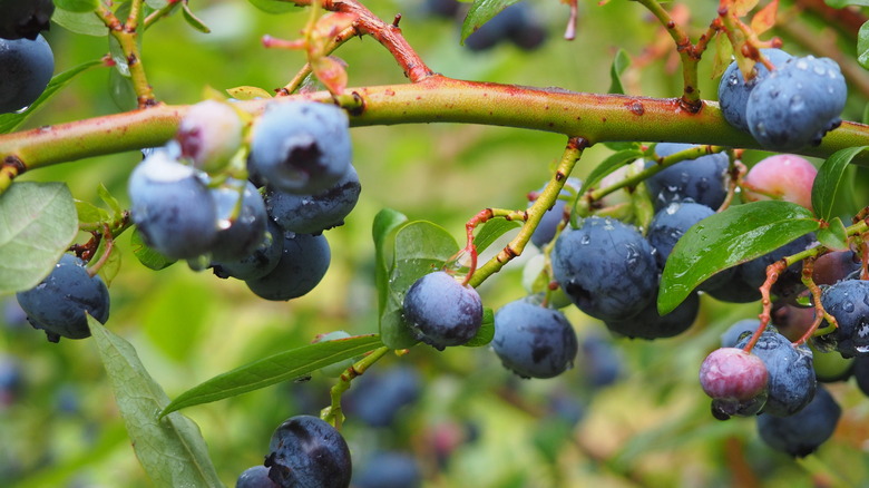 highbush blueberries