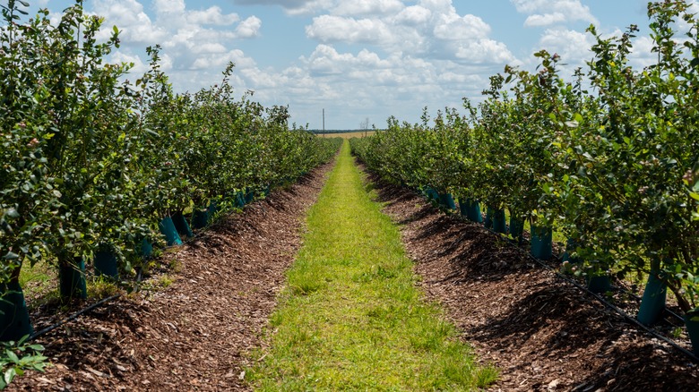 rows of cultivated blueberry bushes