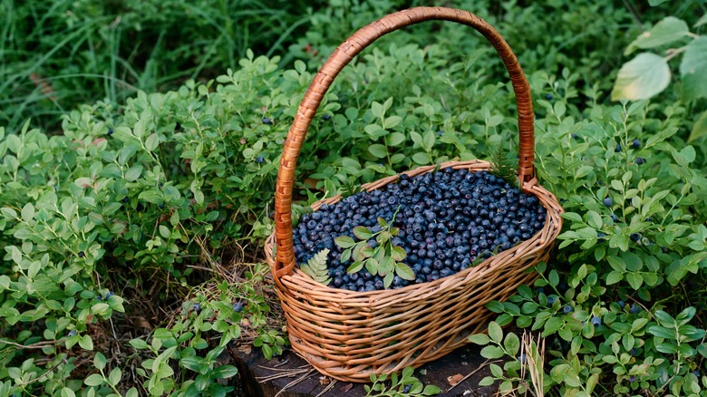 basket of forages wild blueberries