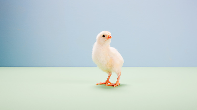 baby chick on pale background 