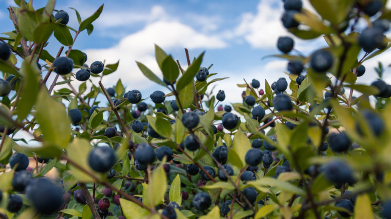 myrtle berries on bush