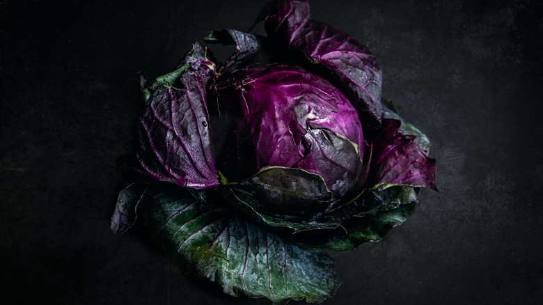 beautiful purple cabbage