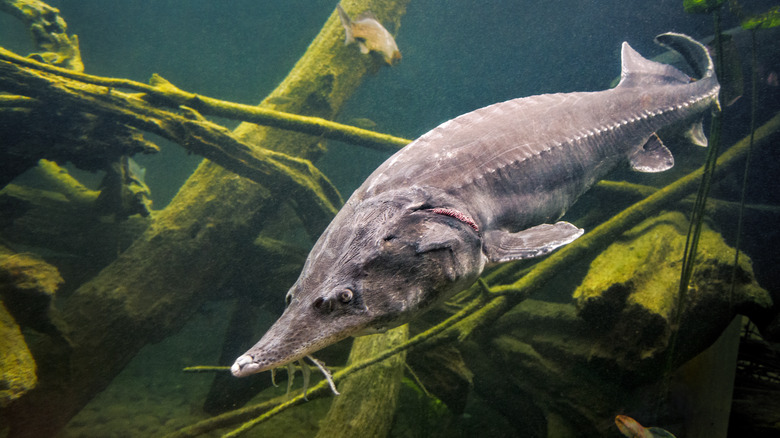 Sturgeon fish