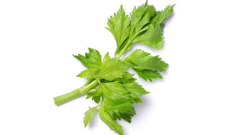 Celery leaves and short stalks