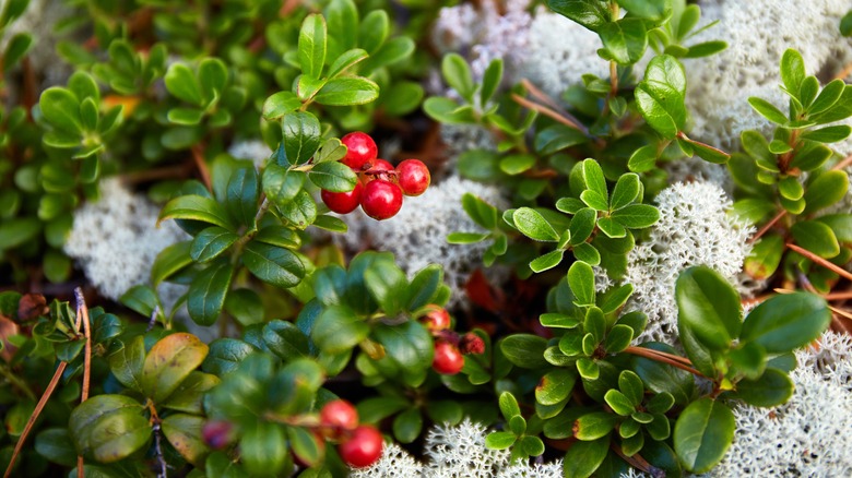 cranberries growing