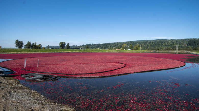 flooded cranberry field