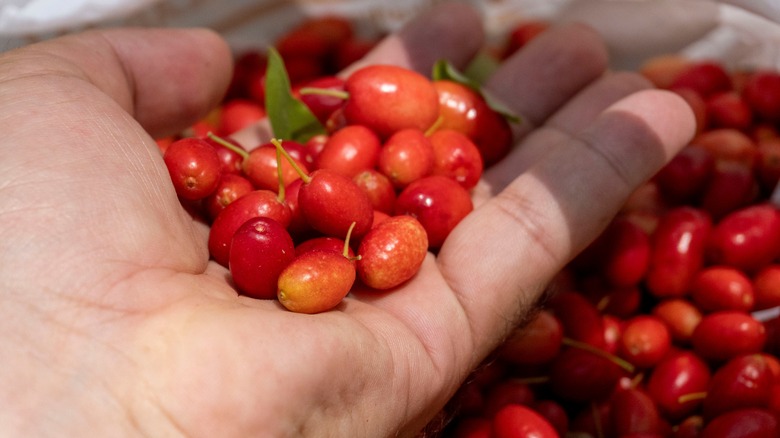 handful of cranberries