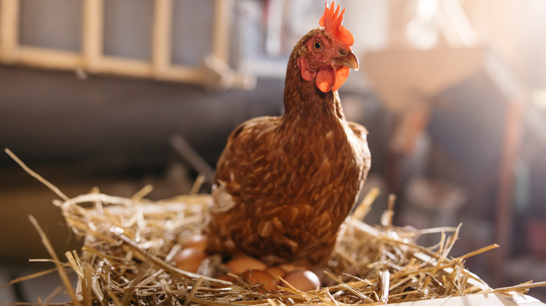 Hen laying eggs