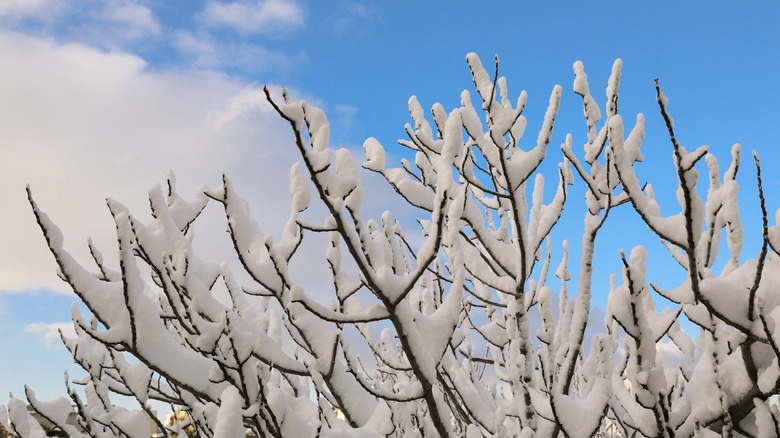 Fig tree covered in snow