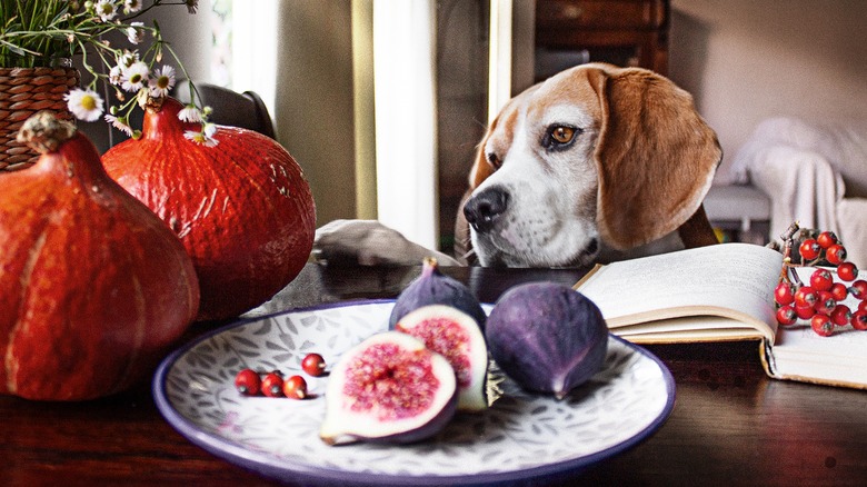 Dog looking at figs