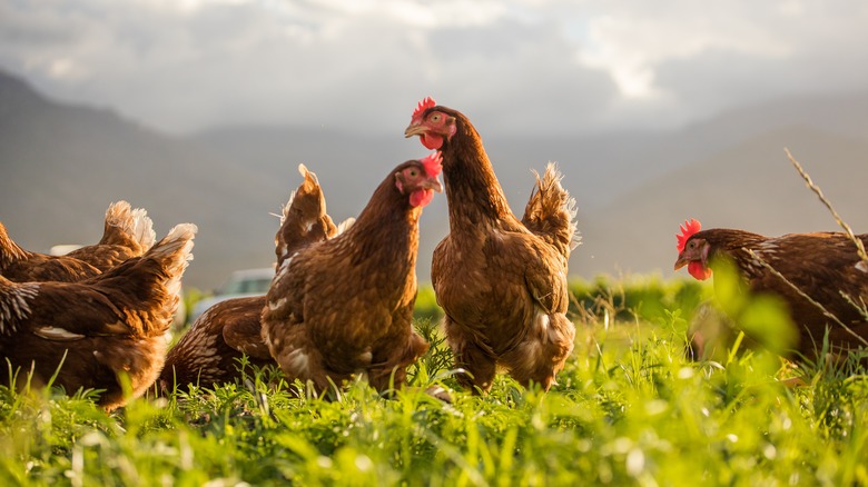 chickens outside in the grass