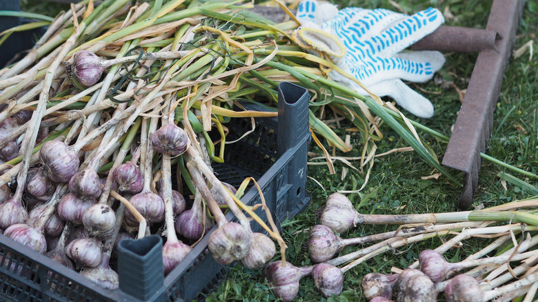 freshly harvested garlic