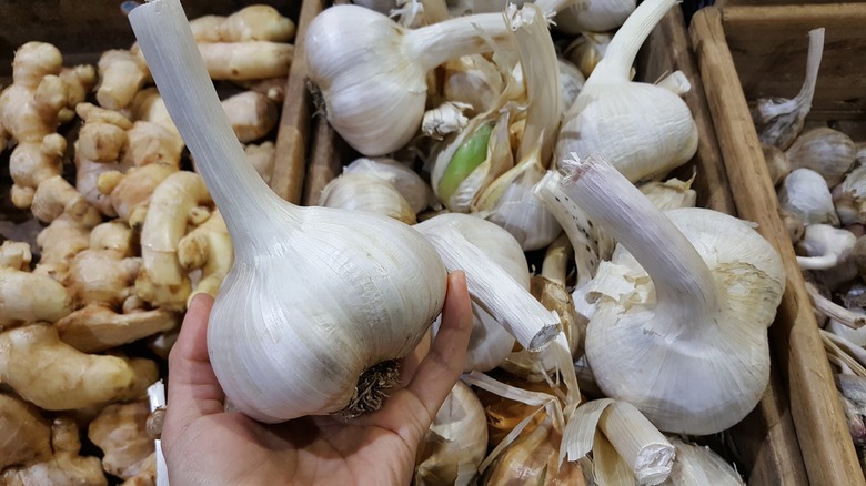 elephant garlic 