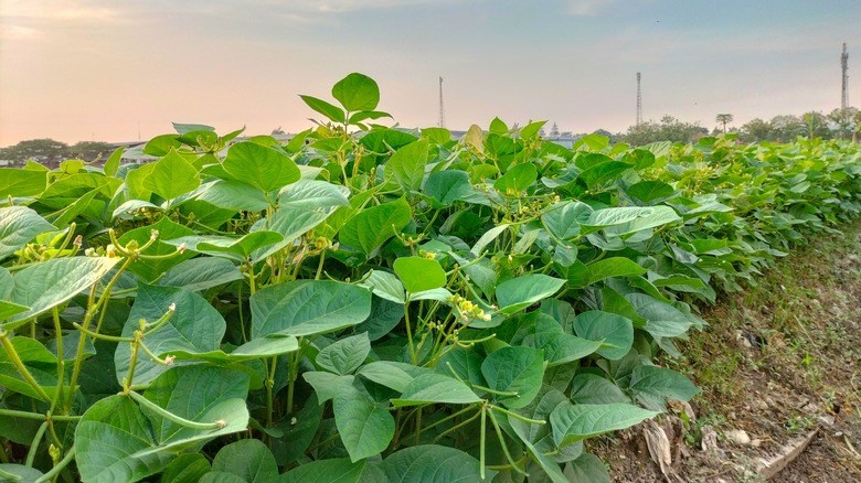 green bean crop in field