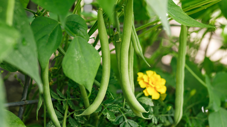 green beans growing on plant