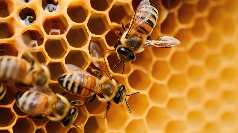 honey bees on honeycomb