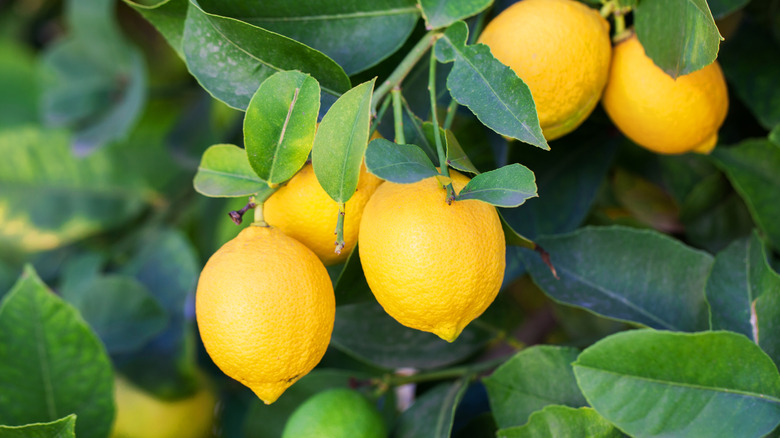 lemons growing on tree