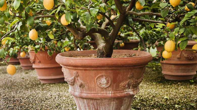 lemon tree in pot