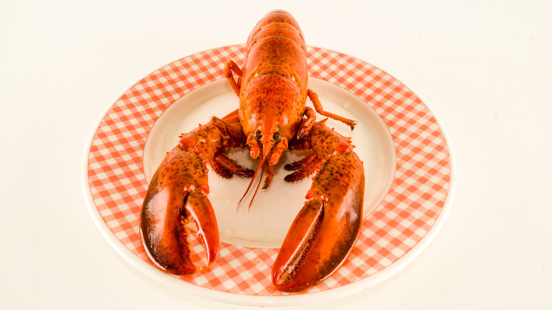 Red lobster on a plate