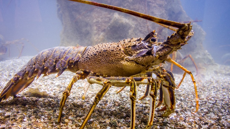 Lobster walking on seabed