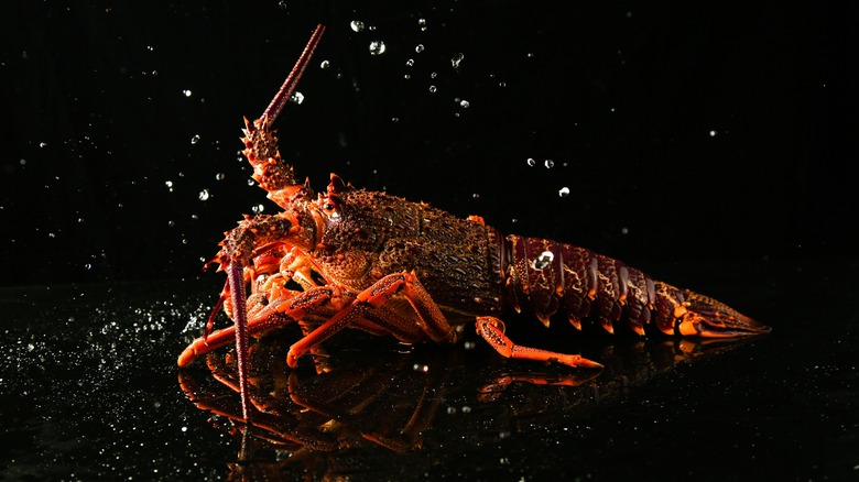 Spiny lobster