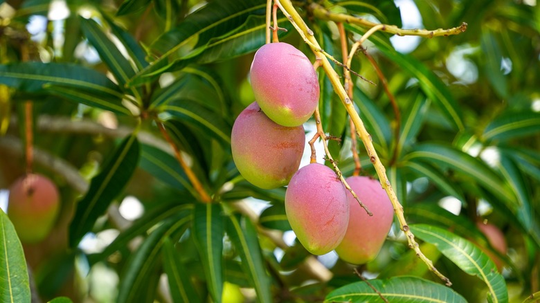 mangos growing on tree