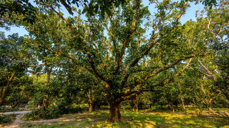 large mango tree