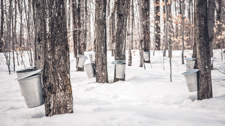 trees collecting maple syrup