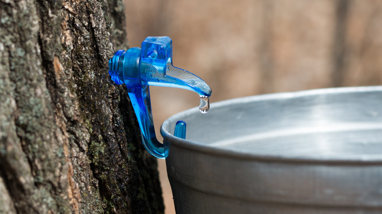 maple sap dripping into bottle