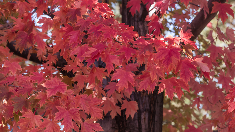 maple tree