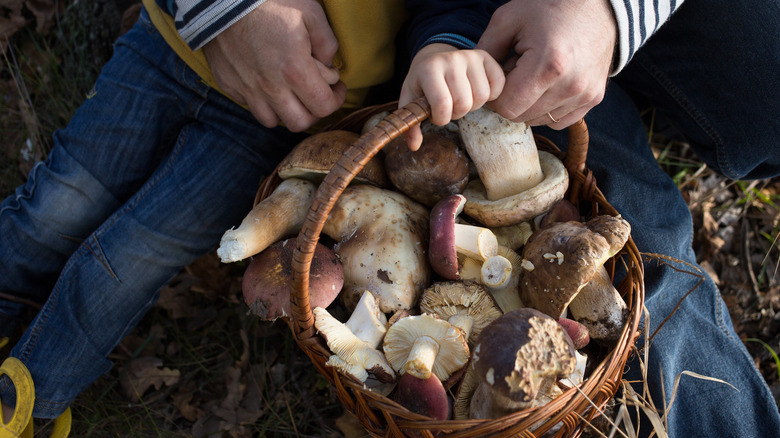 parent and child hands on a basket of mushrooms