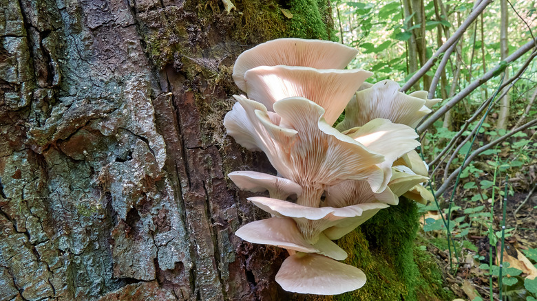 oyster mushrooms growing off a tree in the woods