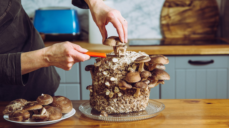 using knife to cut shiitake mushroom stems on cutting board