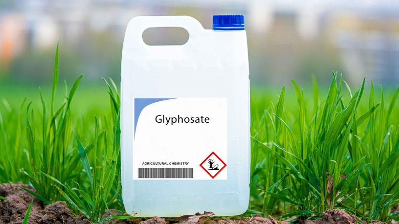 Plastic jug labeled "glyphosate"