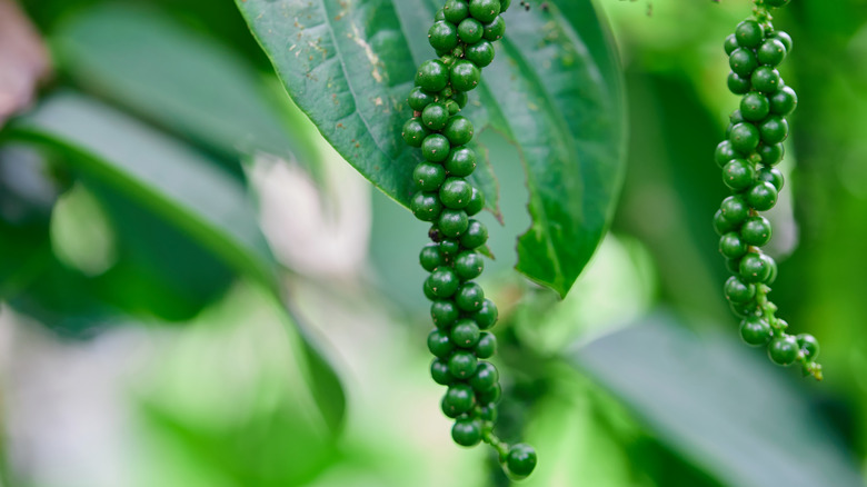 peppercorns on the vine